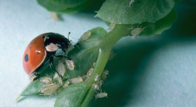 Adalia bipunctata 2 adalia bipunctata 2 big
