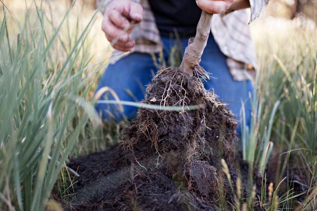 V12 Biostimulant range 3 tree roots prepared for planting 2021 09 01 07 22 55 utc