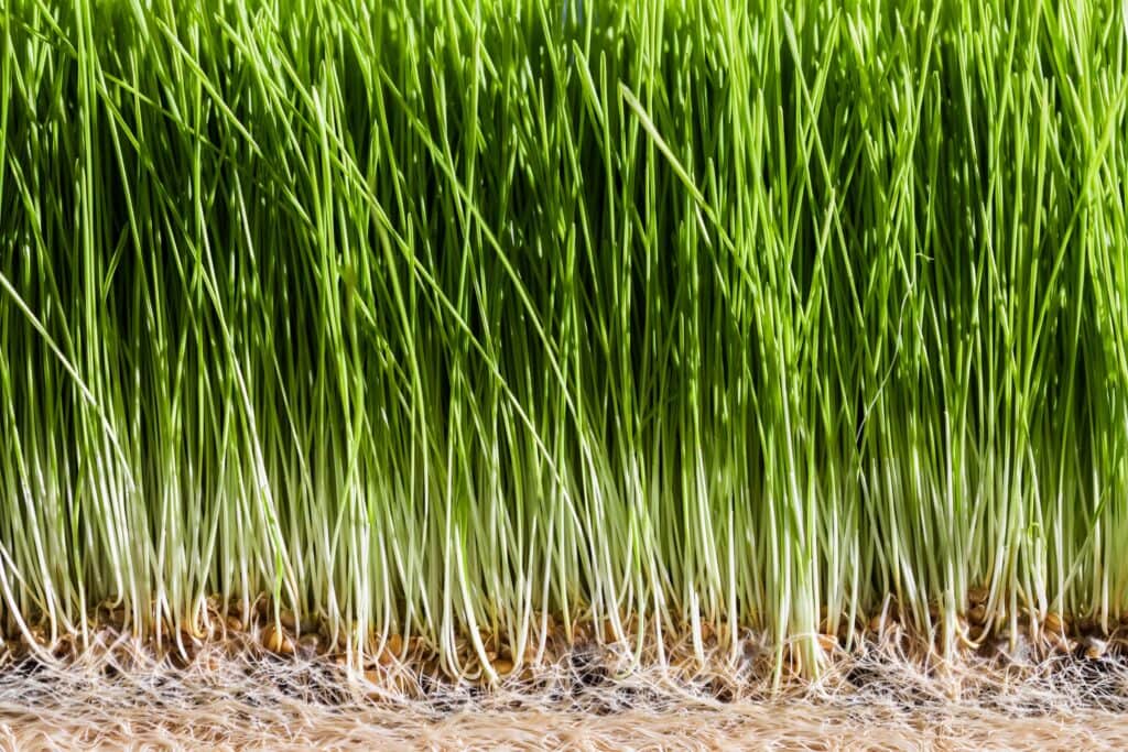 wheatgrass details of the roots seeds and healthy 2021 08 26 15 42 12 utc