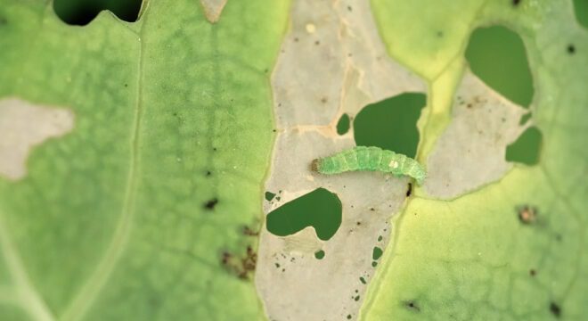 Plutex 1 Bio Insecticides Plutex1