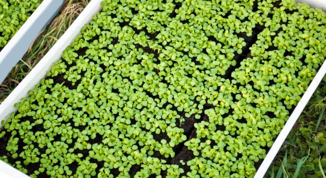 T-Gro 2 BiostimulantsBioinoculants T Gro2